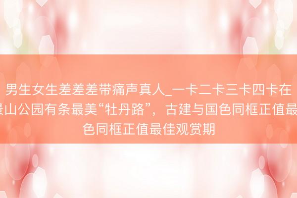 男生女生差差差带痛声真人_一卡二卡三卡四卡在线观看 景山公园有条最美“牡丹路”，古建与国色同框正值最佳观赏期