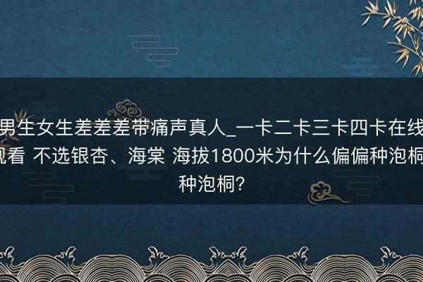 男生女生差差差带痛声真人_一卡二卡三卡四卡在线观看 不选银杏、海棠 海拔1800米为什么偏偏种泡桐？